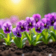 Jardin de printemps avec violettes et veronicas en fleurs