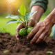 Mains de jardinier plantant un figuier dans un sol riche en plein soleil